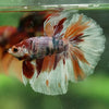 Galaxy/Candy Koi Halfmoon - 14 weeks old