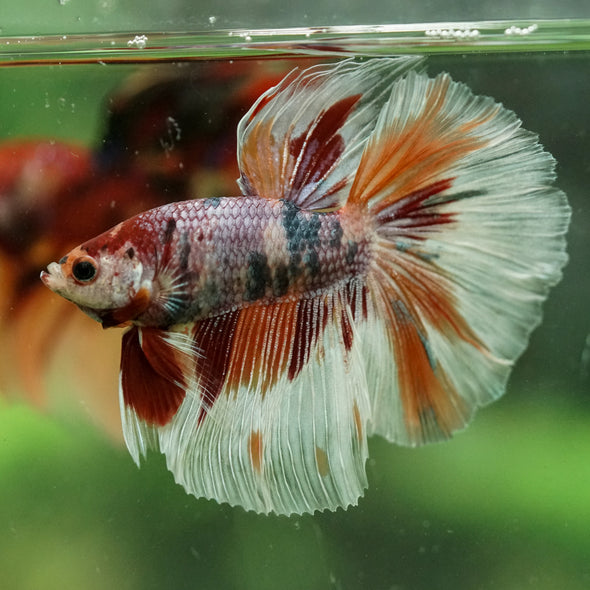 Galaxy/Candy Koi Halfmoon - 14 weeks old