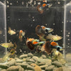 USA Bred Guppies