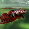 Multicolor/ Galaxy Koi Plakat- Female- 13 Weeks Old