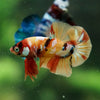 Multicolor/Galaxy Koi Plakat -16 weeks Old
