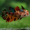 Multicolor/ Galaxy Koi Halfmoon- Female- 13 Weeks Old