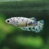 Blue/Green Dalmatian Plakat- Female