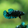 Black Galaxy Koi Plakat (Avatar) - Female- 13 Weeks Old