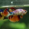 Multicolor/ Galaxy Koi Halfmoon - Female- 13 Weeks Old