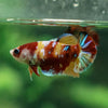 Multicolor/ Galaxy Koi Plakat - Female- 13 Weeks Old