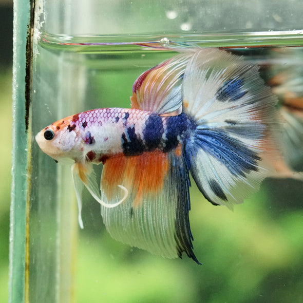 Galaxy/Candy Koi Halfmoon - 14 weeks old