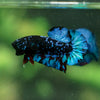 Black Koi Galaxy Plakat (Avatar) -13 weeks Old