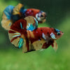 Multicolor/Galaxy Koi Plakat -16 weeks Old