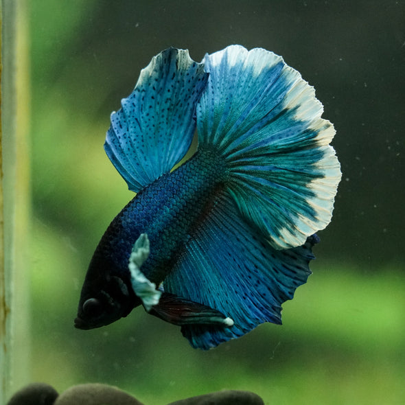 Dumbo Halfmoon - 12 weeks old