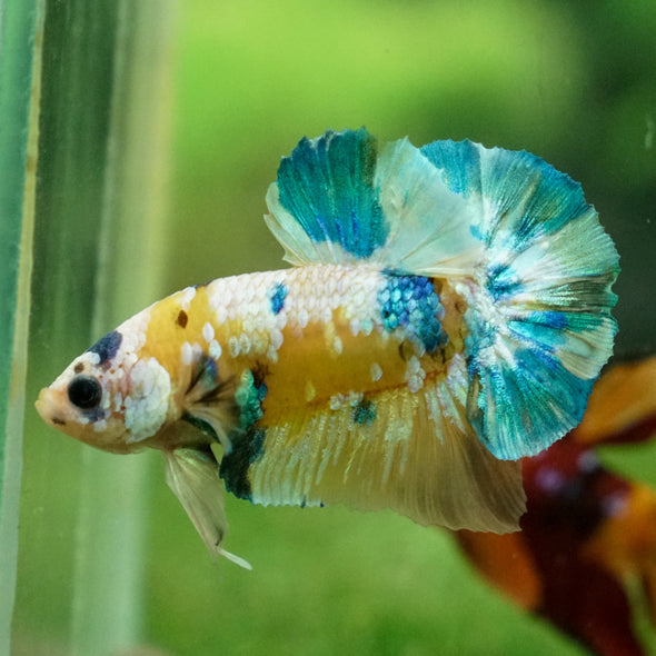 Multicolor/Galaxy Koi Plakat -13 weeks Old