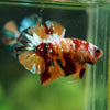 Multicolor/Galaxy Koi Plakat -16 weeks Old