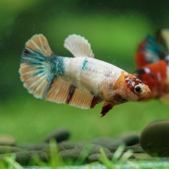 Multicolor/ Galaxy Koi Plakat- Female- 13 Weeks Old