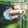 Multicolor/Galaxy Koi Plakat -16 weeks Old