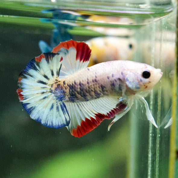 Multicolor/Galaxy Koi Plakat -16 weeks Old