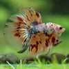 Galaxy/Candy Koi Halfmoon - 14 weeks old