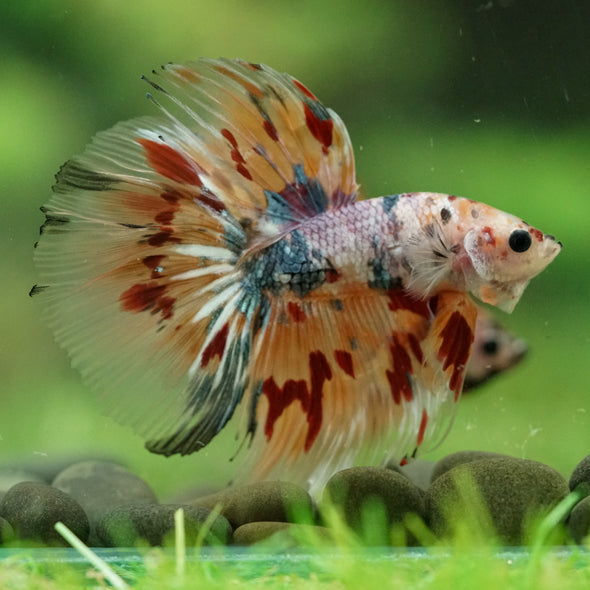 Galaxy/Candy Koi Halfmoon - 14 weeks old