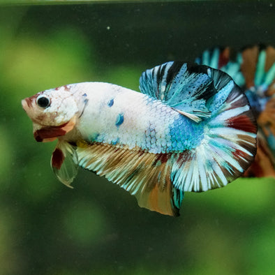 Multicolor/Galaxy Koi Plakat -16 weeks Old