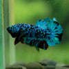 Black Koi Galaxy Plakat (Avatar) -10 weeks Old