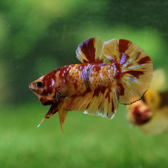 Multicolor/Galaxy Koi Plakat -13 weeks Old