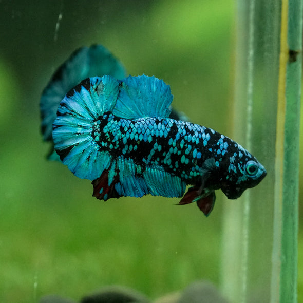 Black Koi Galaxy Plakat (Avatar) -10 weeks Old