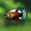 Red Fancy Plakat 13 Week Old- Female