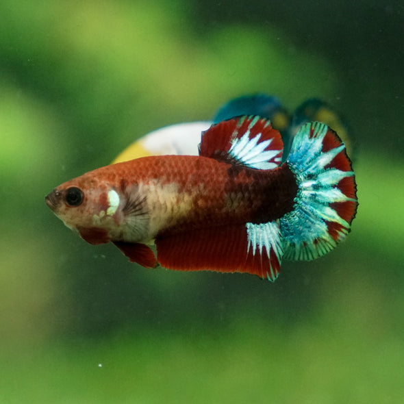 Red Fancy Plakat 13 Week Old- Female