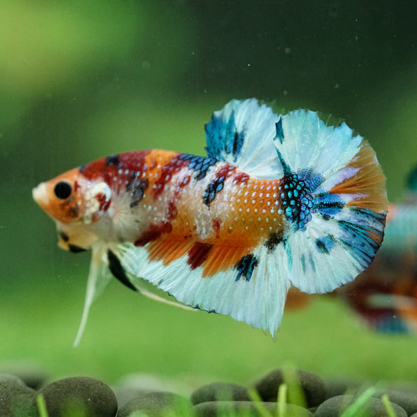 Multicolor/Galaxy Koi Plakat -16 weeks Old