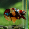 Multicolor/Galaxy Koi Plakat -16 weeks Old