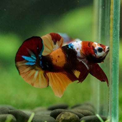 Multicolor/Galaxy Koi Plakat -16 weeks Old