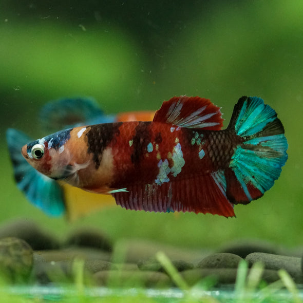 Multicolor/ Galaxy Koi Plakat- Female- 13 Weeks Old