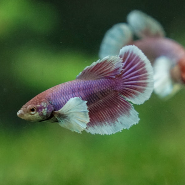 Dumbo Halfmoon - Female