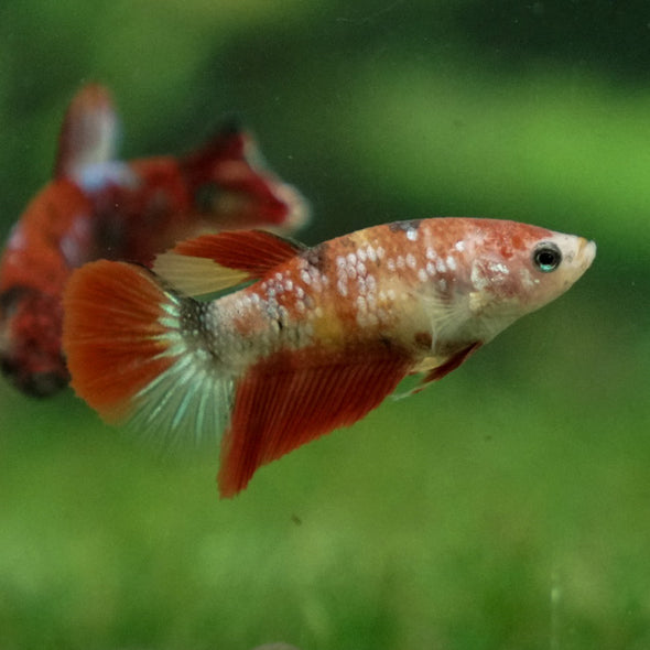Multicolor/ Galaxy Koi Halfmoon- Female- 13 Weeks Old