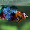 Multicolor/Galaxy Koi Plakat -15 weeks Old