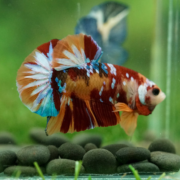 Multicolor/Galaxy Koi Plakat -14 weeks Old