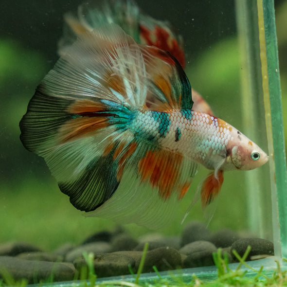 Galaxy/Candy Koi Halfmoon - 13 weeks old