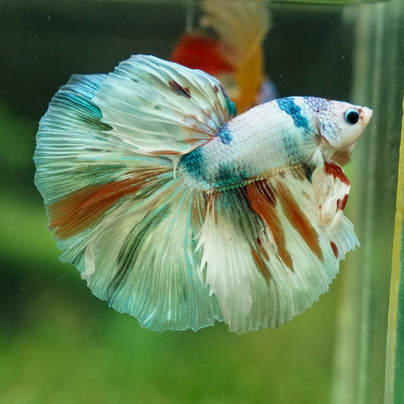 Galaxy/Candy Koi Halfmoon - 13 weeks old