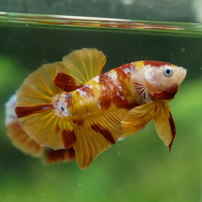 Multicolor/Galaxy Koi Plakat -13 weeks Old