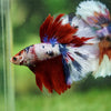 Galaxy/Candy Koi Halfmoon - 14 weeks old