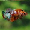 Multicolor/ Galaxy Koi Plakat - Female- 13 Weeks Old