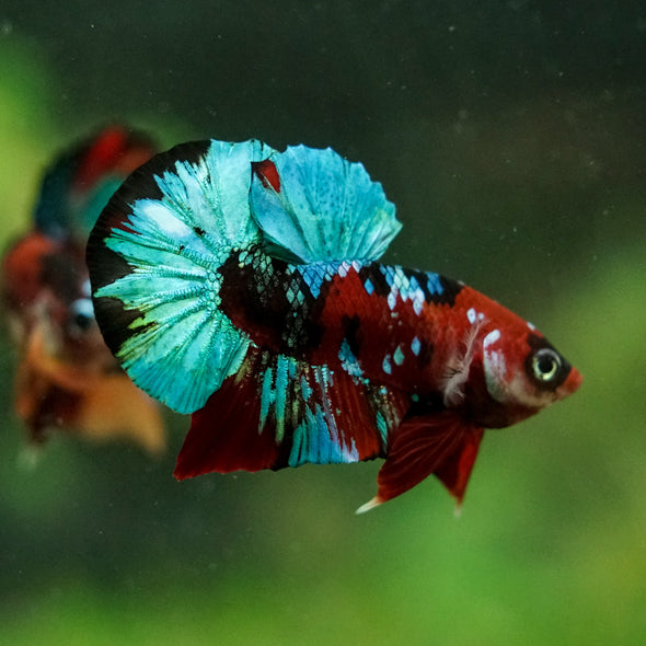 Multicolor/Galaxy Koi Plakat -16 weeks Old