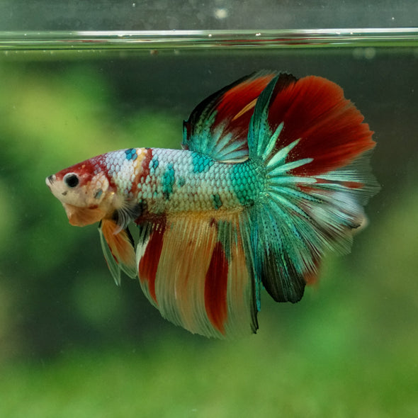 Galaxy Koi Halfmoon - 13 weeks old