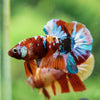 Multicolor/Galaxy Koi Plakat -16 weeks Old