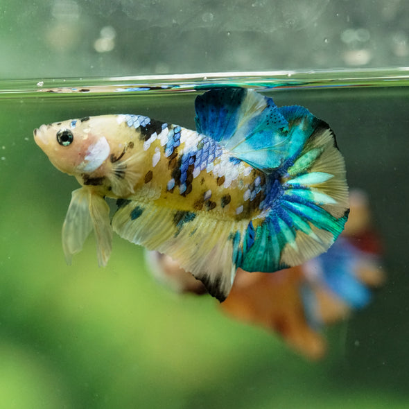 Multicolor/Galaxy Koi Plakat -16 weeks Old