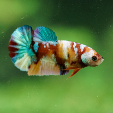 Multicolor/ Galaxy Koi Plakat- Female- 13 Weeks Old