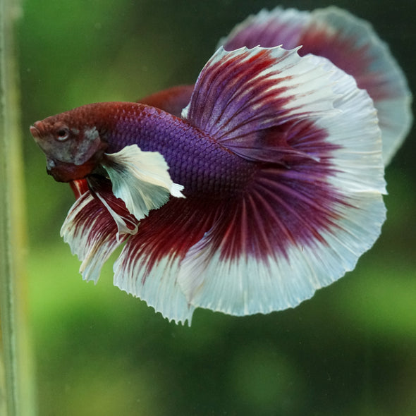 Dumbo Halfmoon - 12 weeks old