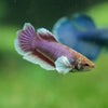 Dumbo Halfmoon - Female