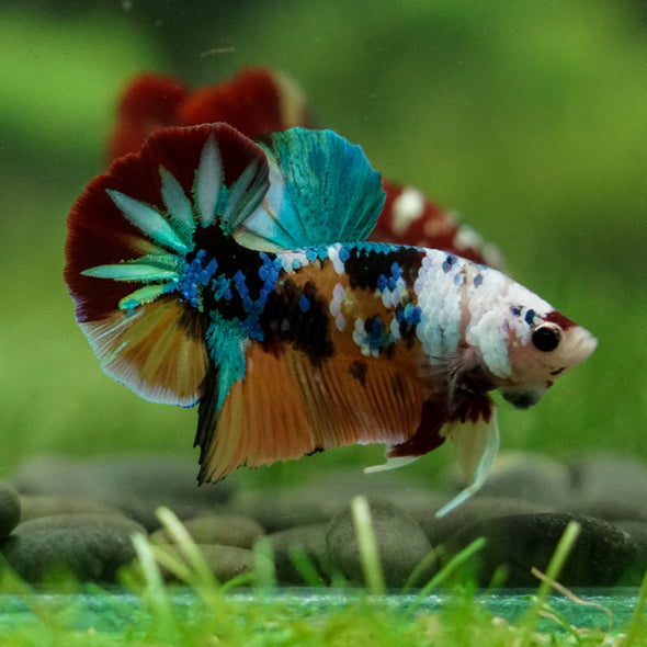 Multicolor/Galaxy Koi Plakat -16 weeks Old