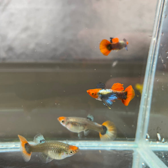 Koi dumbo Guppy pair - USA Bred