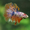 Galaxy/Candy Koi Halfmoon - 14 weeks old